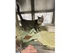 Misty Domestic Shorthair Young Female