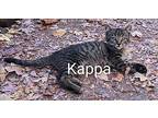 Kappa Domestic Shorthair Kitten Female