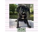 GIGI Labrador Retriever Puppy Male