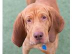 Marnie 53 Bloodhound Adult Male