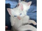 Moonstone (and Sapphire) Domestic Shorthair Kitten Female