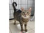 Bisque Domestic Shorthair Adult Female