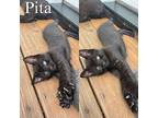 Pita Domestic Shorthair Kitten Male