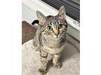 Jeri Lee Domestic Shorthair Young Female