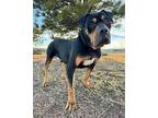 Arnold Rottweiler Adult Male