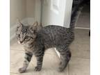 Freddy Domestic Shorthair Kitten Male