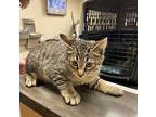 Sage Domestic Shorthair Kitten Male