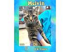 Melvin Domestic Shorthair Adult Male