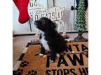 Rusty Border Collie Puppy Male