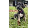 GLADYS Plott Hound Puppy Female