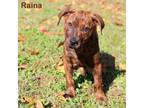 Raina Plott Hound Puppy Female