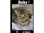 Doby II Domestic Shorthair Kitten Male