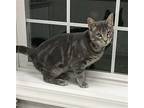 Adopted! Tennessee Domestic Shorthair Young Male