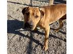 Monkey Shar Pei Young Male