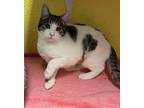Rochelle Domestic Shorthair Young Female