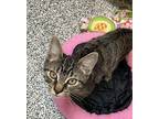 Dusty Domestic Shorthair Young Male