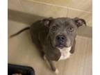 Bella American Pit Bull Terrier Adult Female