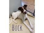 Buck 28381 Collie Young Male