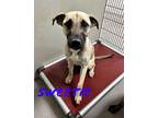 Sweetie 123275 Mastiff Adult Female