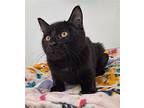 Vantablack Domestic Shorthair Kitten Female