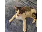 Patches Domestic Shorthair Young Male