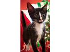 Goose Domestic Shorthair Kitten Male