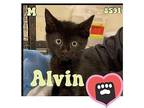 Alvin Domestic Mediumhair Kitten Male
