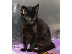Myers (Photos 10/15/2023) Domestic Shorthair Kitten Male
