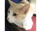 Goldie Domestic Shorthair Young Female