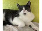 Hammy Domestic Shorthair Young Male