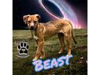 Beast Boxer Adult Male
