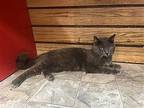 Andre Domestic Shorthair Adult Male