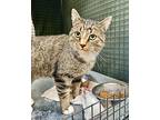 Barn Cat Bobby Domestic Shorthair Adult Male