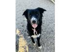 Breeze Border Collie Adult Female