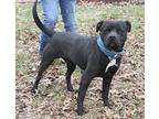 Ham American Staffordshire Terrier Adult Male