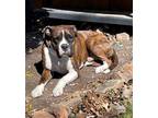 Adopt Tiger a Boxer