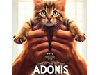 Adonis Domestic Shorthair Kitten Male