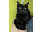 Cody Domestic Shorthair Young Male