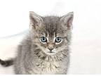 Bailie Domestic Shorthair Kitten Female