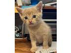 Cheeto Domestic Shorthair Kitten Male