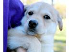 Sonya-4061 Mixed Breed (Medium) Puppy Female