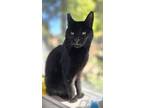 Adopt Jack Black a Domestic Short Hair