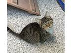 Lucky Domestic Shorthair Young Male