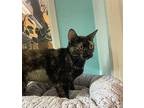 Norma Domestic Shorthair Young Female