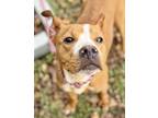 Angel American Pit Bull Terrier Young Female