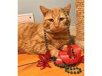 Joey Domestic Shorthair Adult Male