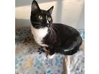 Sunny Domestic Shorthair Kitten Female