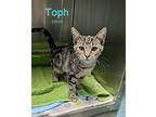 Toph Domestic Shorthair Kitten Female