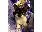 Tandy Domestic Shorthair Kitten Female