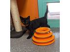 Crow Domestic Shorthair Young Male